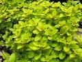 Golden Oregano, Creeping Golden Marjoram / Origanum vulgare 